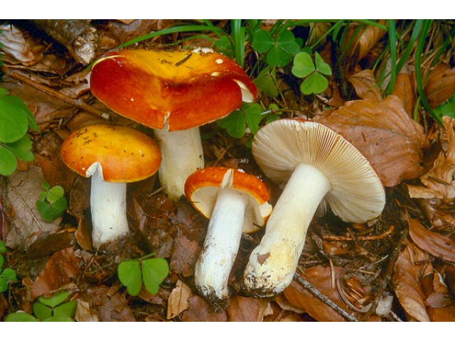 Мицелий Сыроежки золотисто-красной / Сыроежка золотистая (Russula aurata)